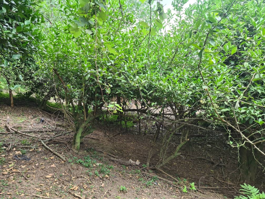 Product Gallery Image