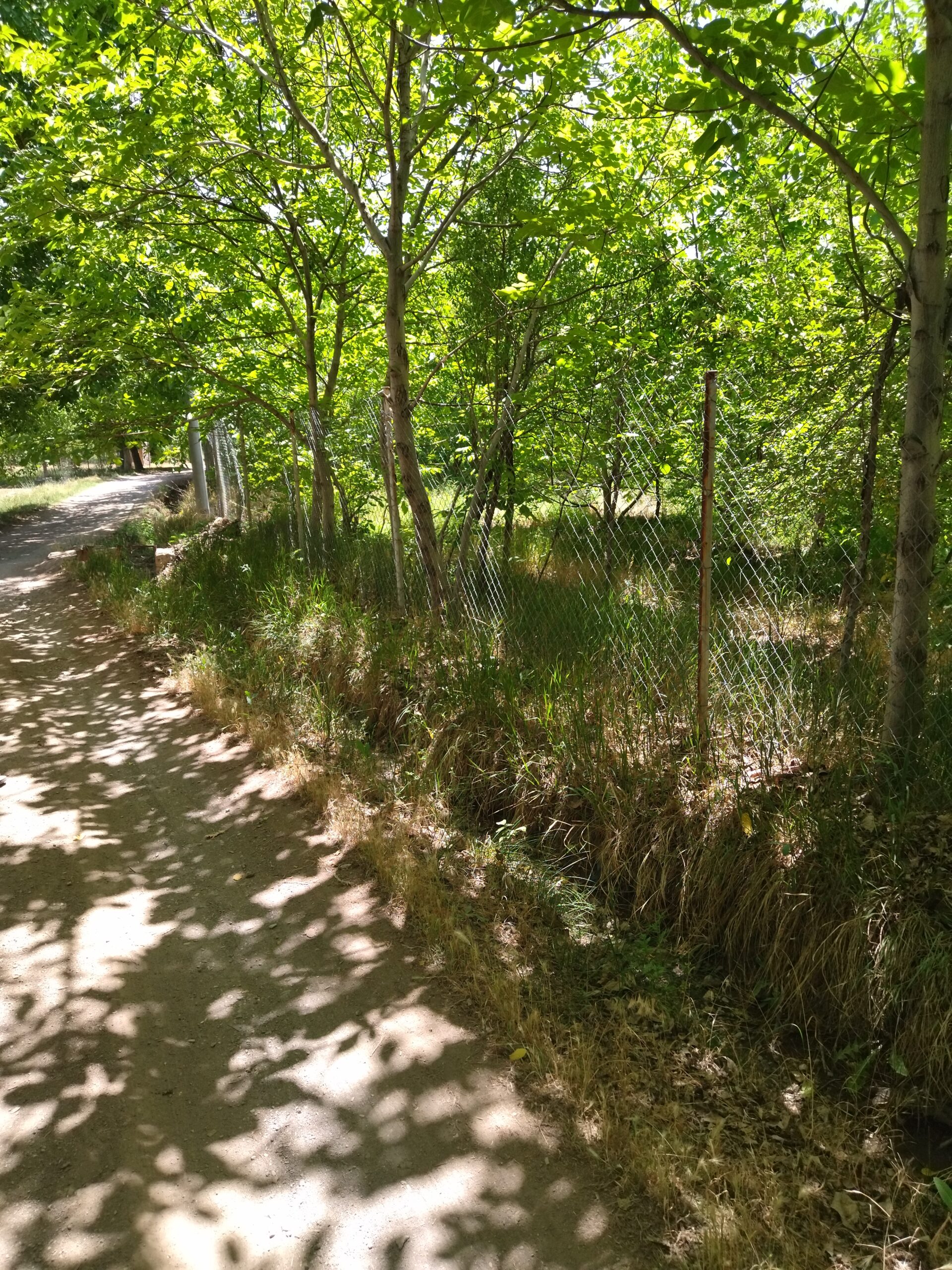 زمین ۸۰۰ متری دستجرد قم